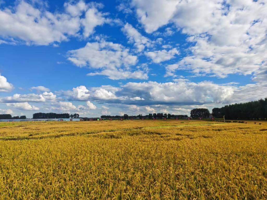 活力中国调研行｜为黑土地量身定制“高性能芯片”